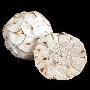 All natural sola wood balls are lightweight, easy to chew and don't create splinters. Super for creating shreddable toys or use as-is for foot toys. Recommended for small birds up to intermediate sized birds who love softer textures. Balls measure approx 2-1/2" (as they are handmade, each ball will vary slightly in shape and size).